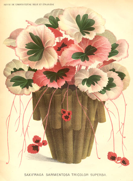 ساکسی فراگا